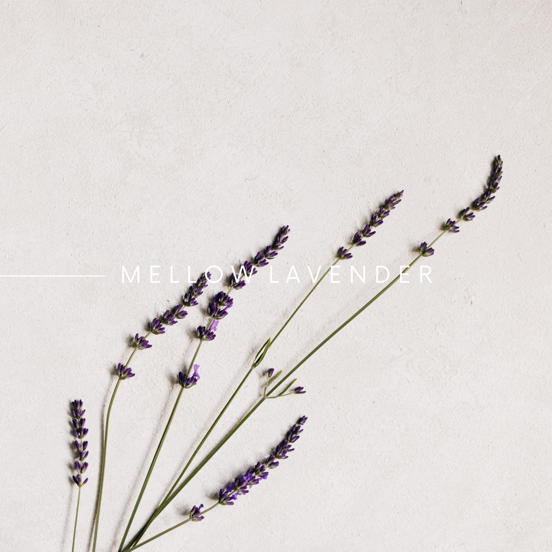 LEO, MELLOW LAVENDER